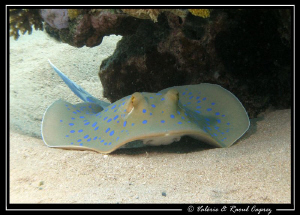 Nap time for a blue spotted stingray. by Raoul Caprez 